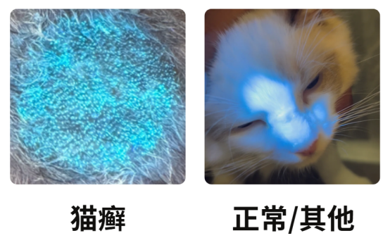 猫癣怎么诊断？