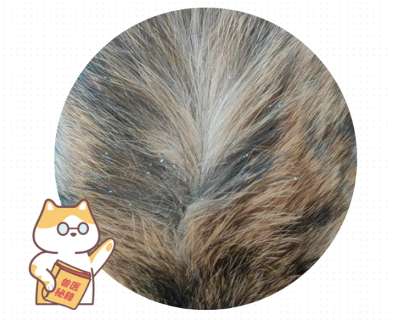 猫咪身上有很多白色皮屑