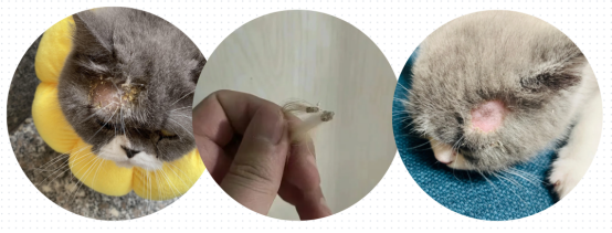 猫癣皮屑