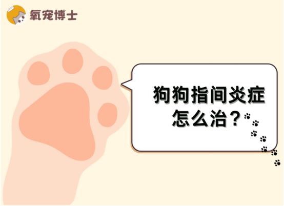 狗狗指间炎症怎么治？