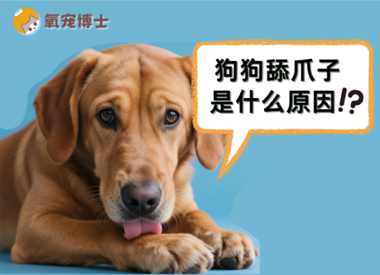 狗狗舔爪子是什么原因？
