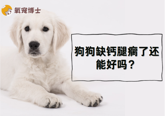 狗狗缺钙腿瘸了还能好吗？
