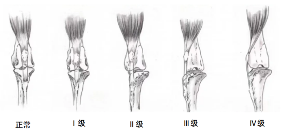 狗狗髌骨脱位分级