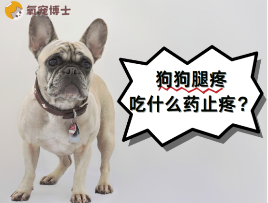 狗狗腿疼吃什么药止疼?