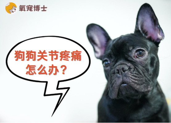 狗狗关节疼痛怎么办?