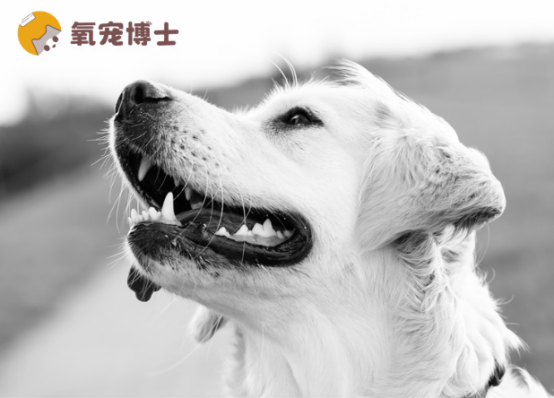 狗狗关节炎吃什么药效果好?