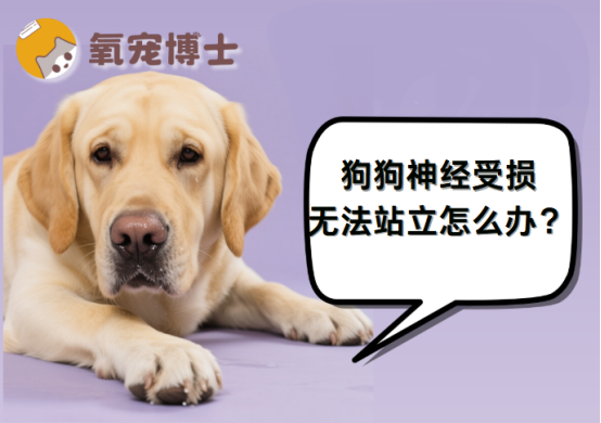 狗狗神经受损无法站立怎么办?