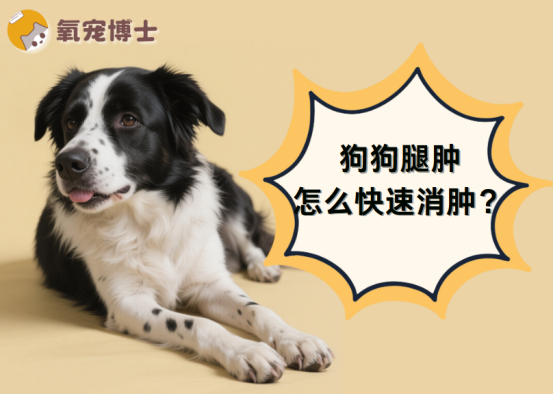 狗狗腿肿怎么消肿最快?
