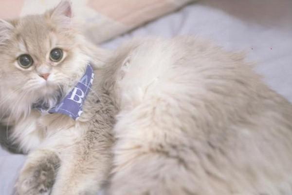 1615359319452295.jpg 猫咪怕人的解决方法