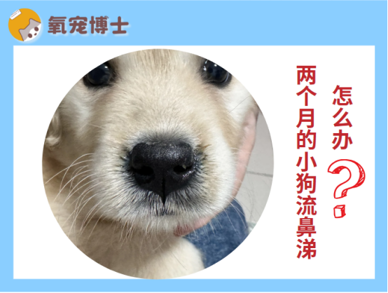 两个月的小狗流鼻涕怎么回事?