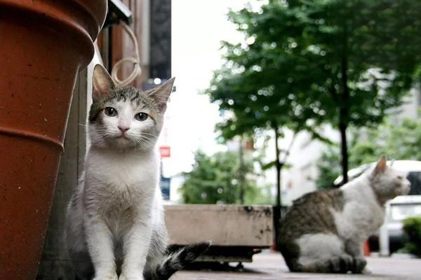 1615359301983750.jpg 猫咪怕人的解决方法