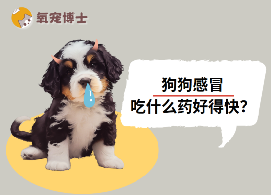 狗狗感冒吃什么药好得快?