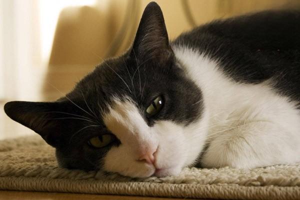 1615359713300756.jpg 猫咪到新家胆小怕人