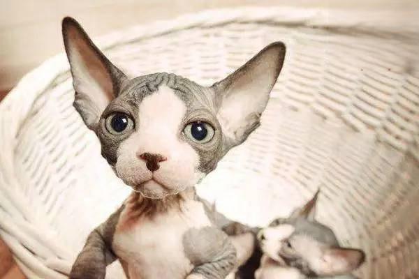 1615359922579824.jpg 新猫到家每月必买清单