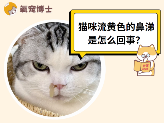 猫咪流鼻涕黄色的吃什么药