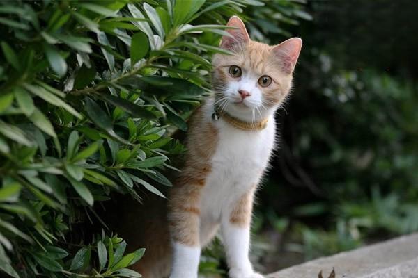 1615359989783527.jpg 新猫到家每月必买清单