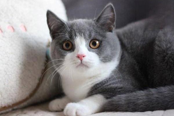 春季猫咪掉毛扫到怀疑人生