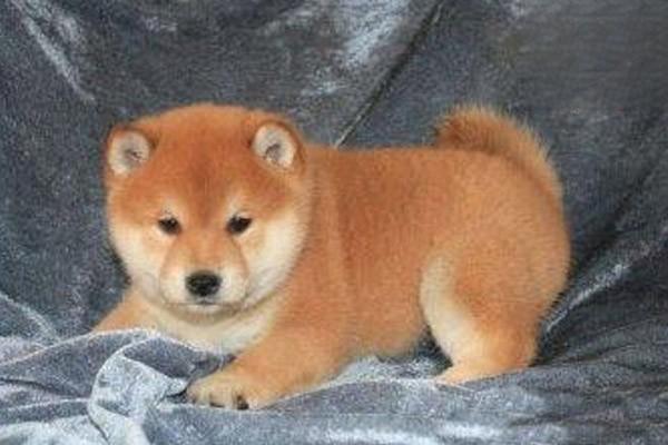 1615363091646024.jpg 狗狗咬玩具喜欢甩头