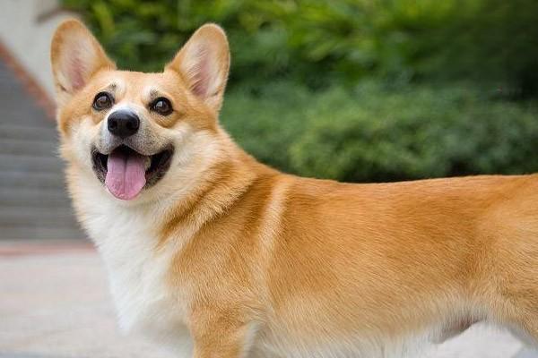 1615361815549120.jpg 狗狗行为训练塑造法