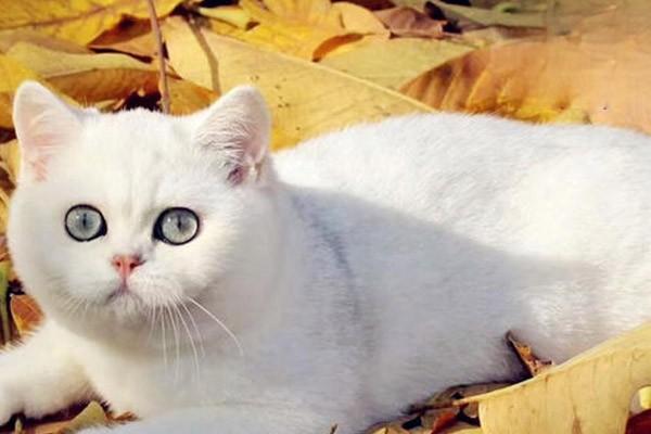 1615450831583432.jpg 给猫咪选择羊奶的注意事项