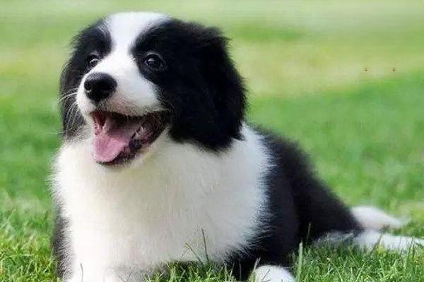 1615449765617376.jpg 狗狗为什么喜欢直勾勾的盯着主人看