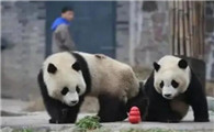 打大熊猫的张鑫