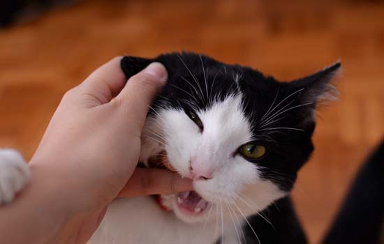 怎么给猫咪剪指甲